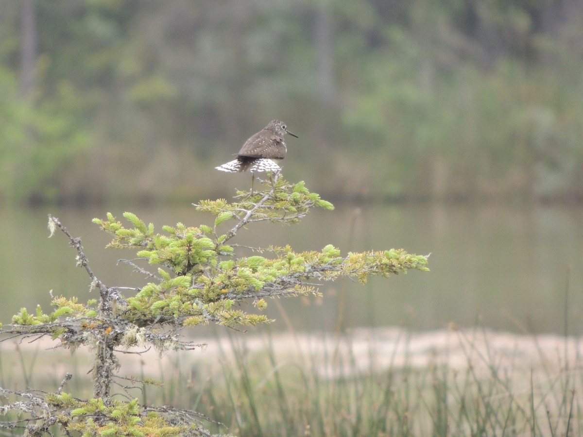 Solitary Sandpiper - ML646699440