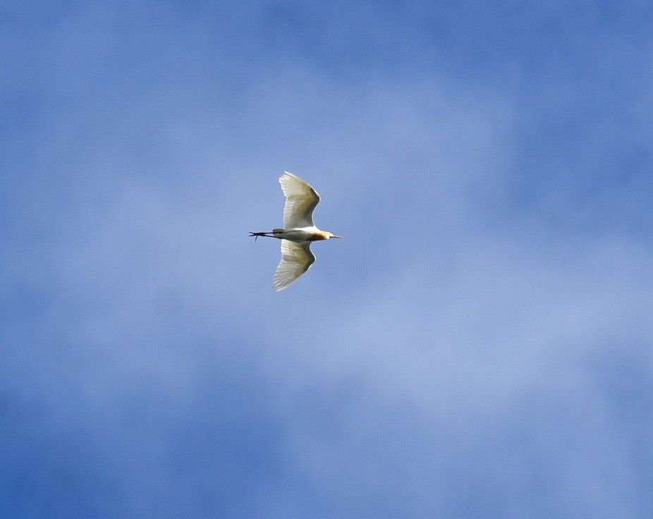 Eastern Cattle-Egret - ML646699442
