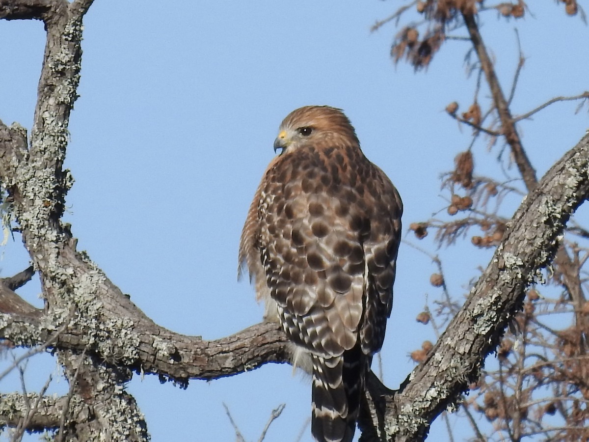 káně páskovaná - ML646699445