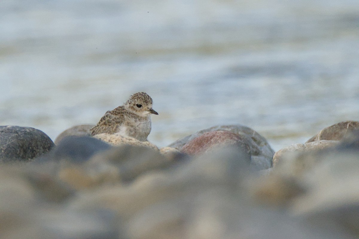 Double-banded Plover - ML646699451