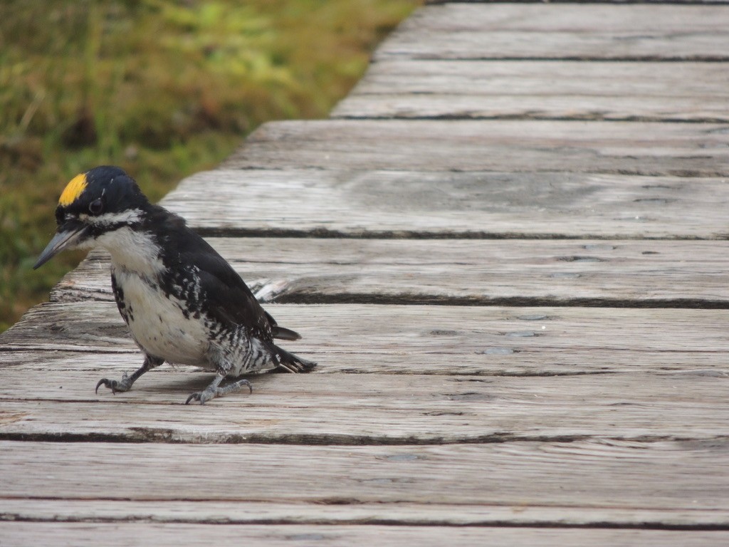 svartryggspett - ML646699455