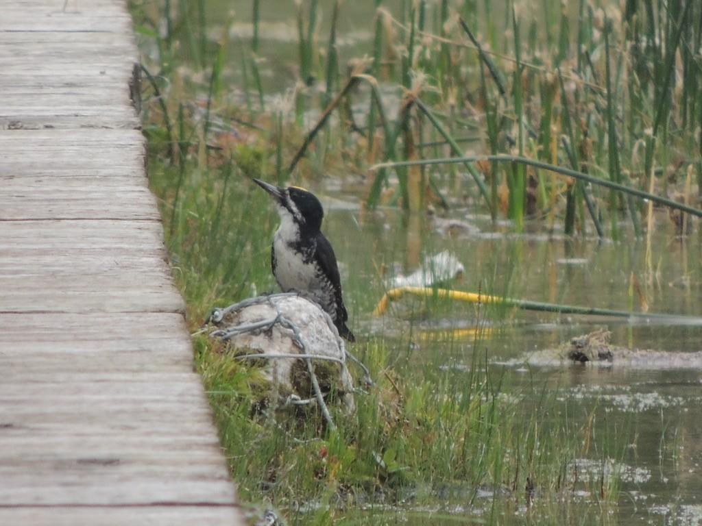 svartryggspett - ML646699456