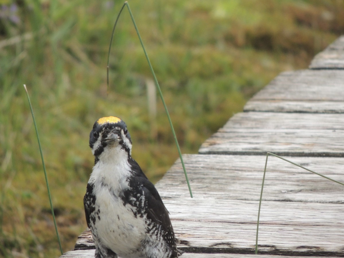 svartryggspett - ML646699457