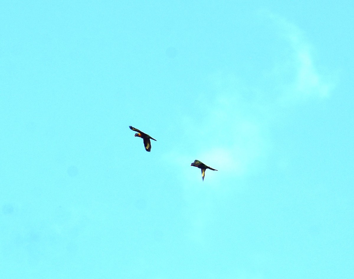 Rainbow Lorikeet - ML646699460
