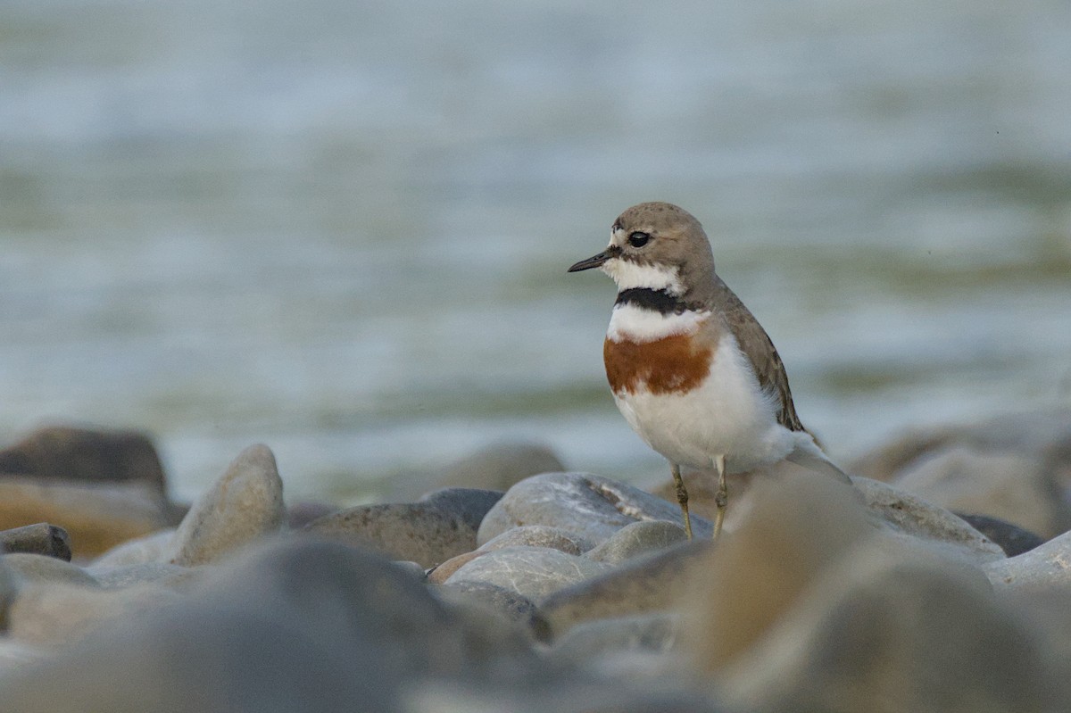 Double-banded Plover - ML646699461