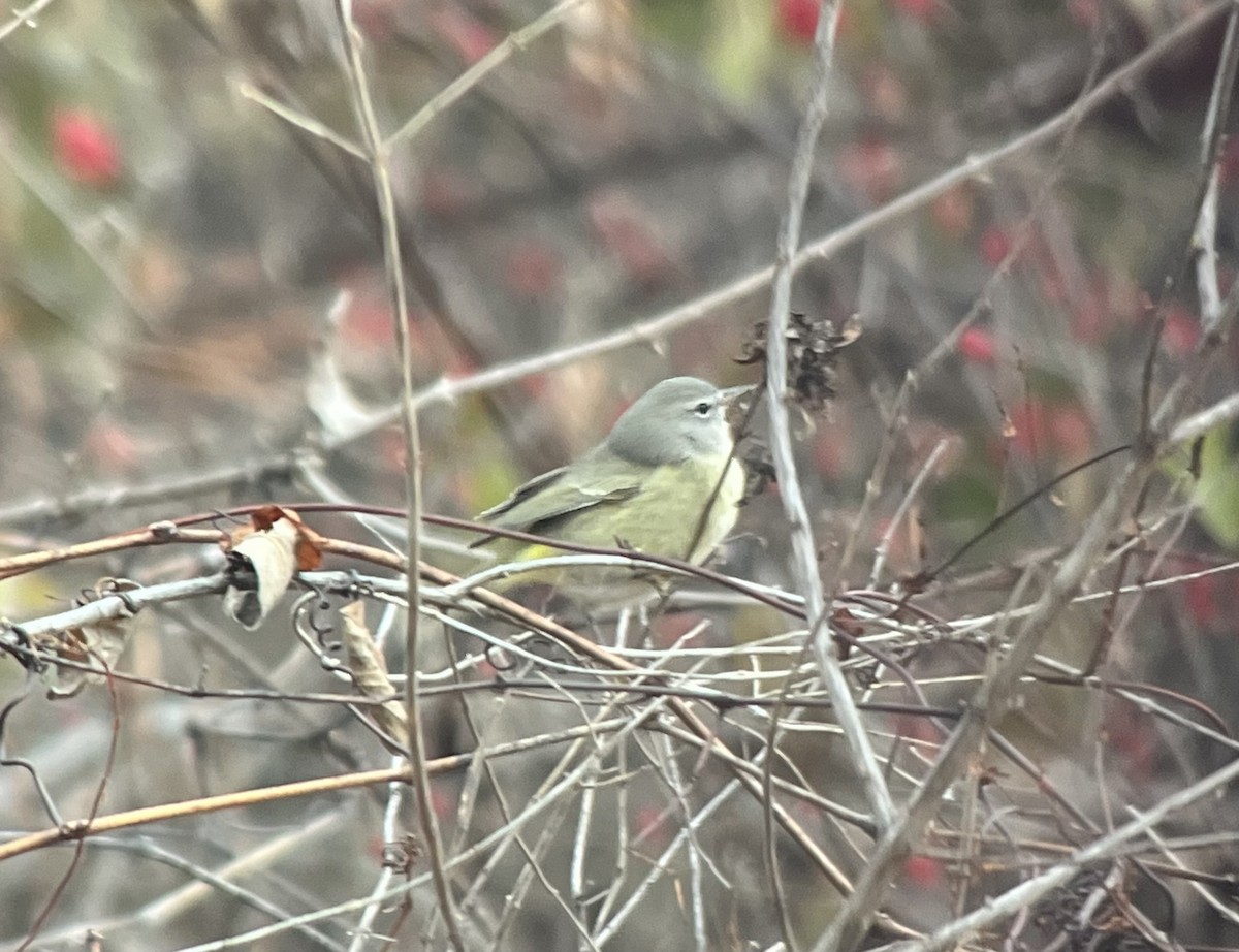 Orange-crowned Warbler - ML646699462