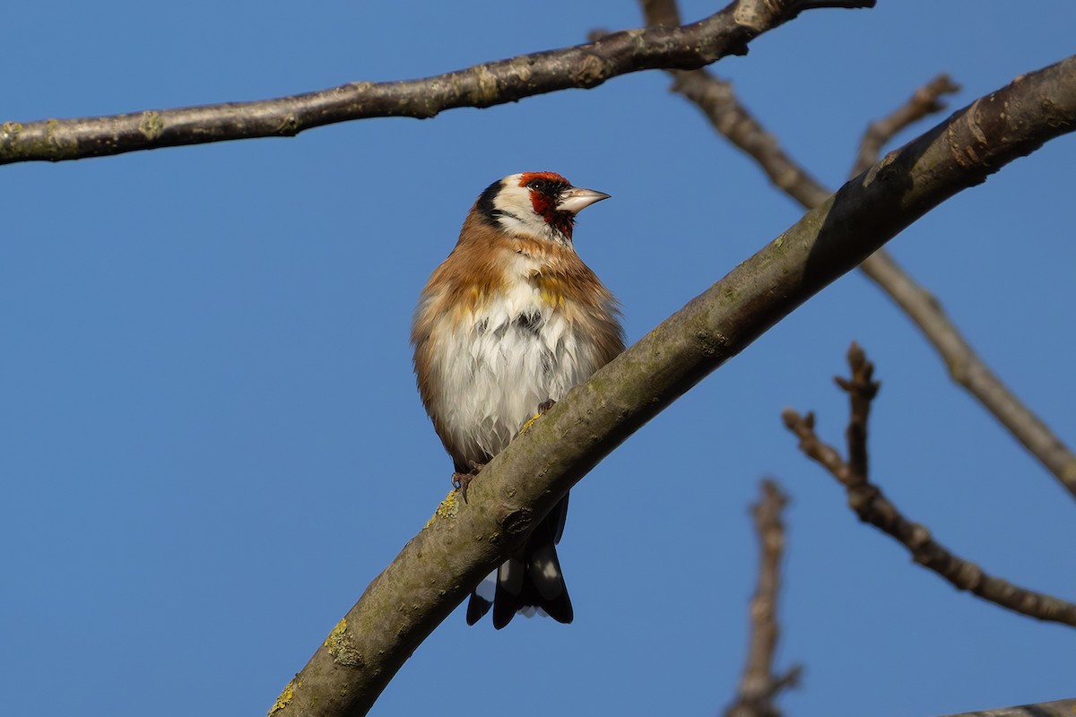 Щегол - ML646699464