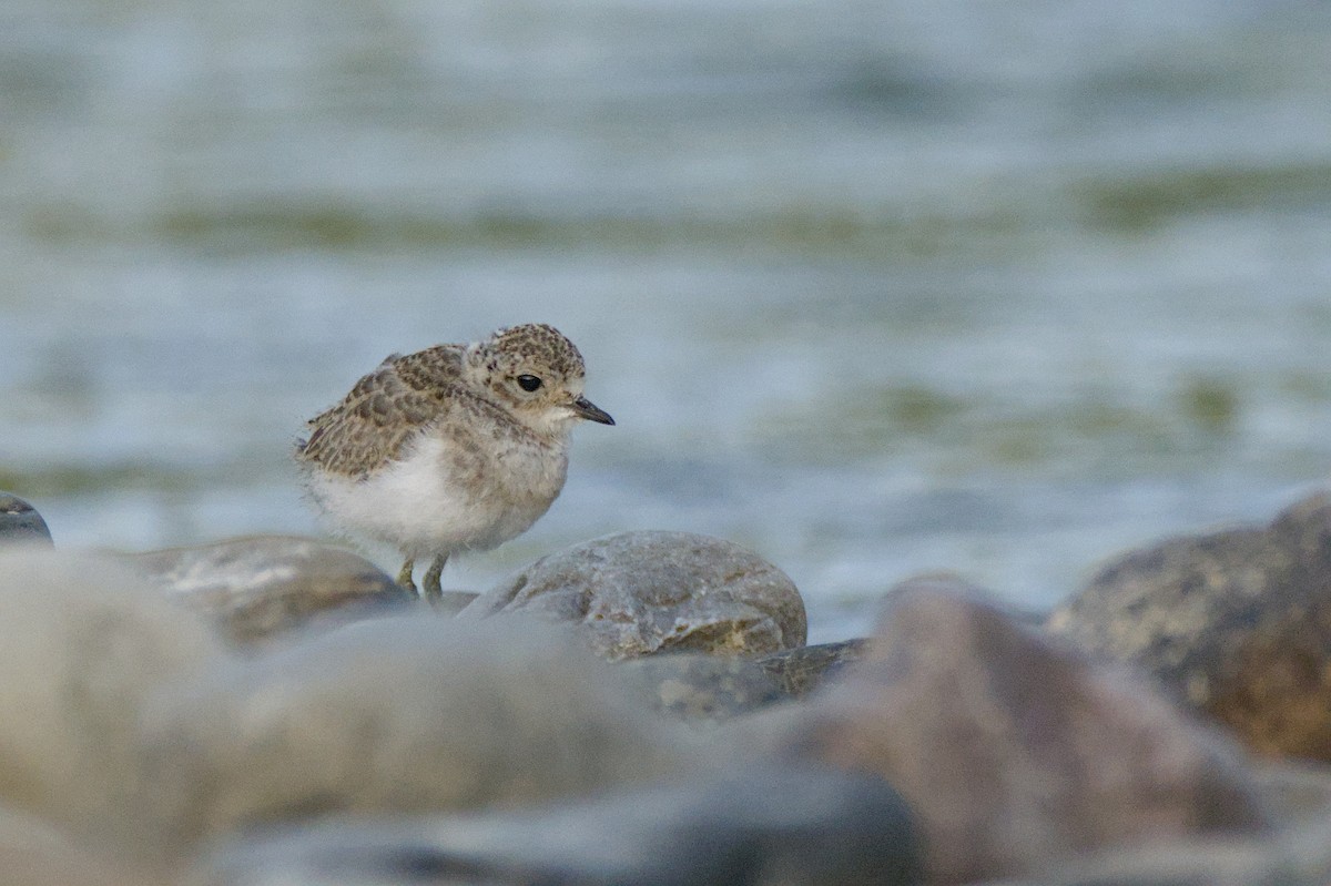 Double-banded Plover - ML646699466