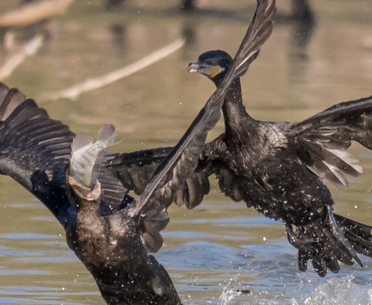 Neotropic Cormorant - ML646699469