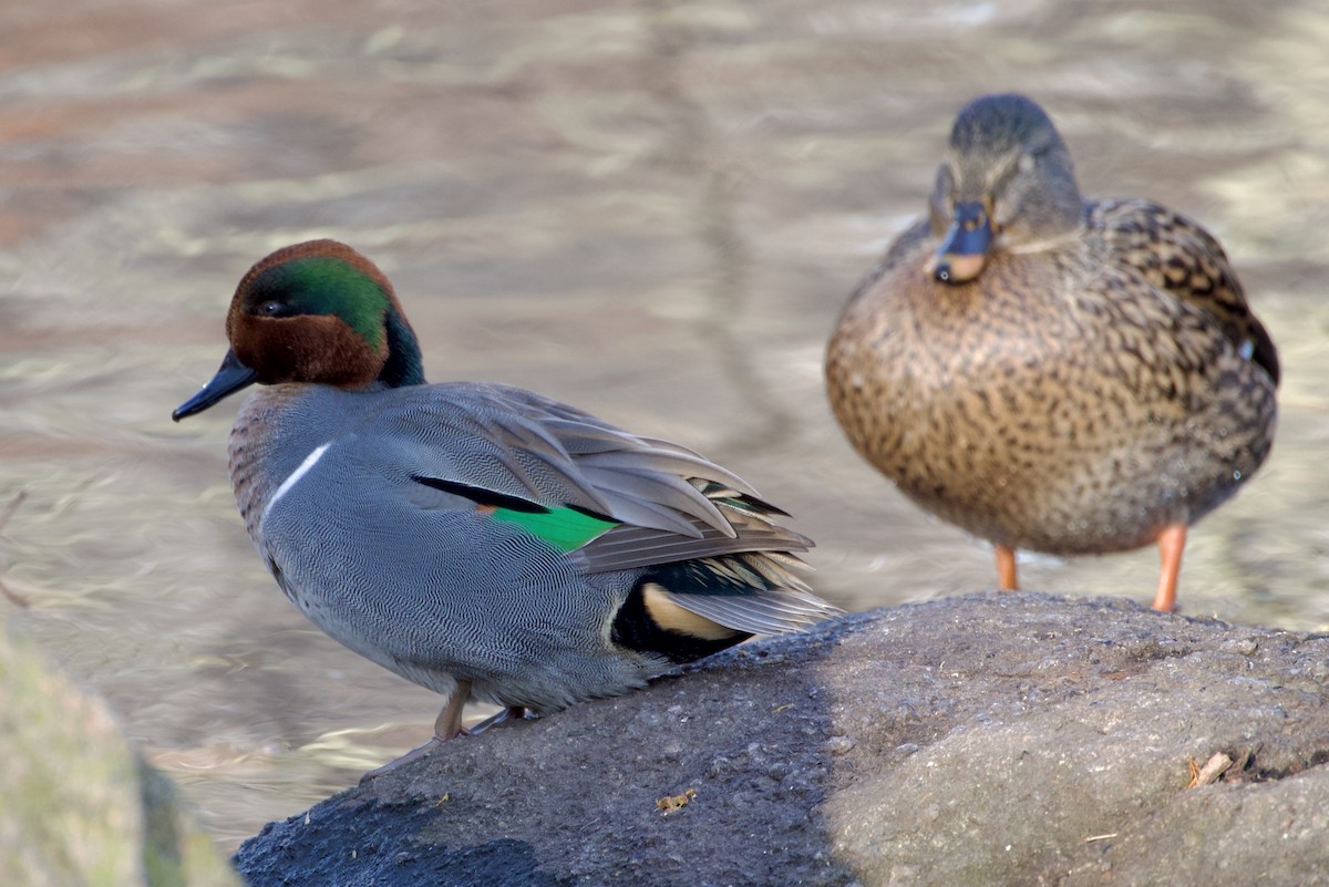 Ногоохон нугас - ML646699470