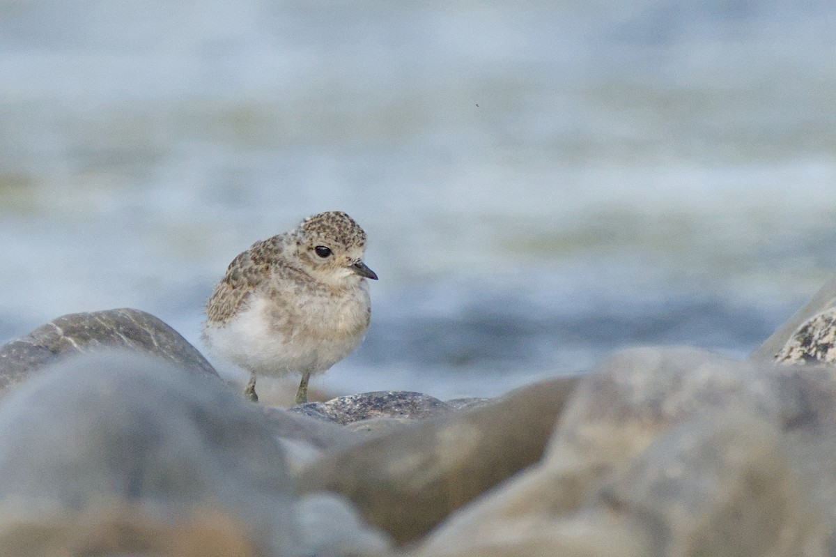 Double-banded Plover - ML646699471