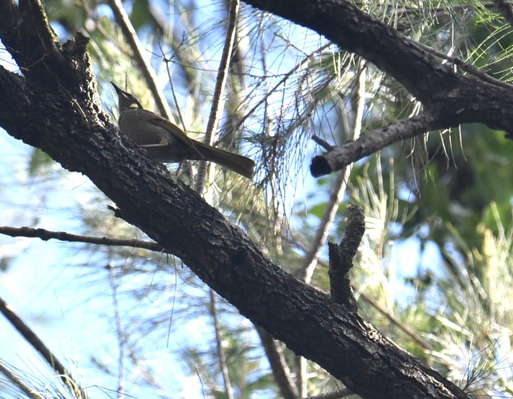 Lewin's Honeyeater - ML646699472