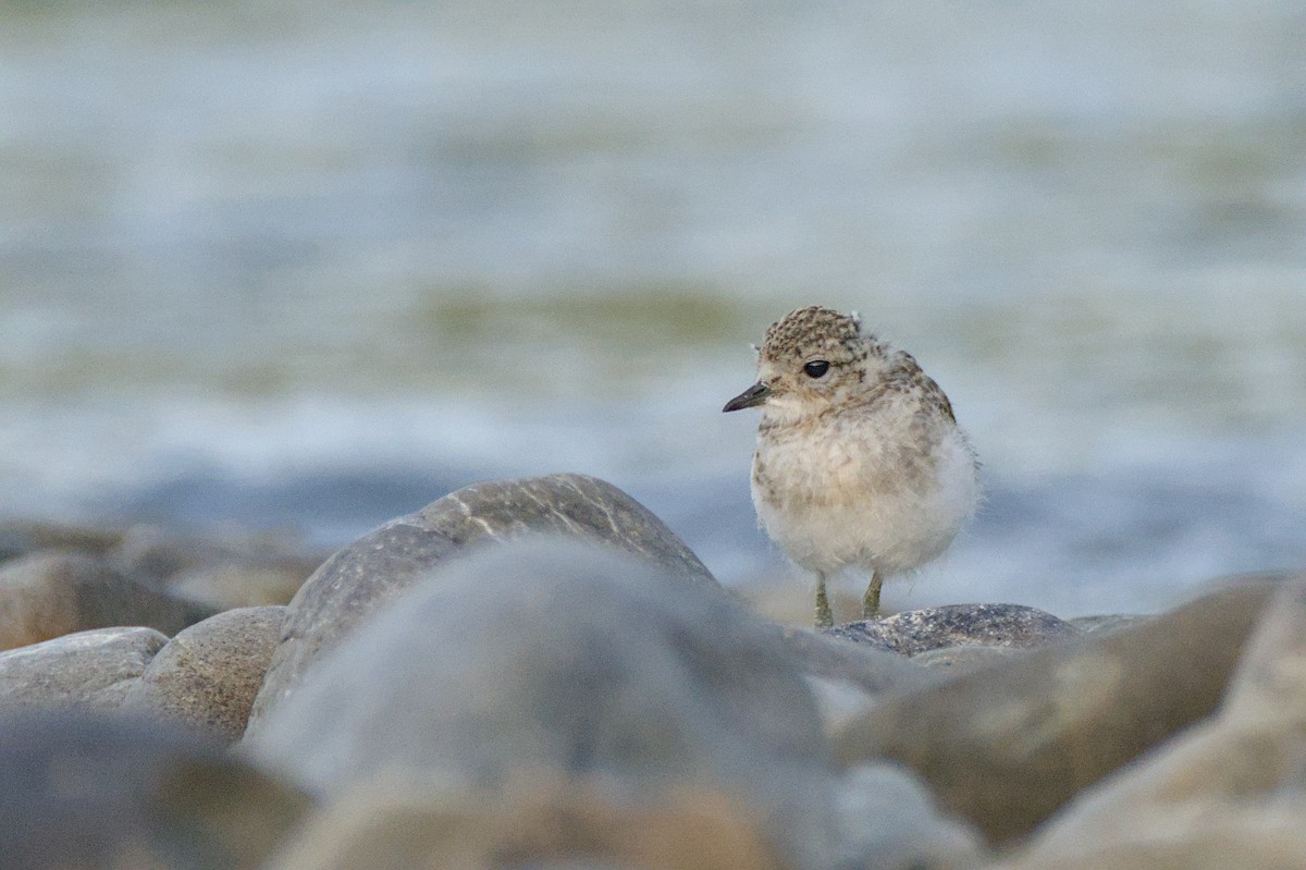Double-banded Plover - ML646699474