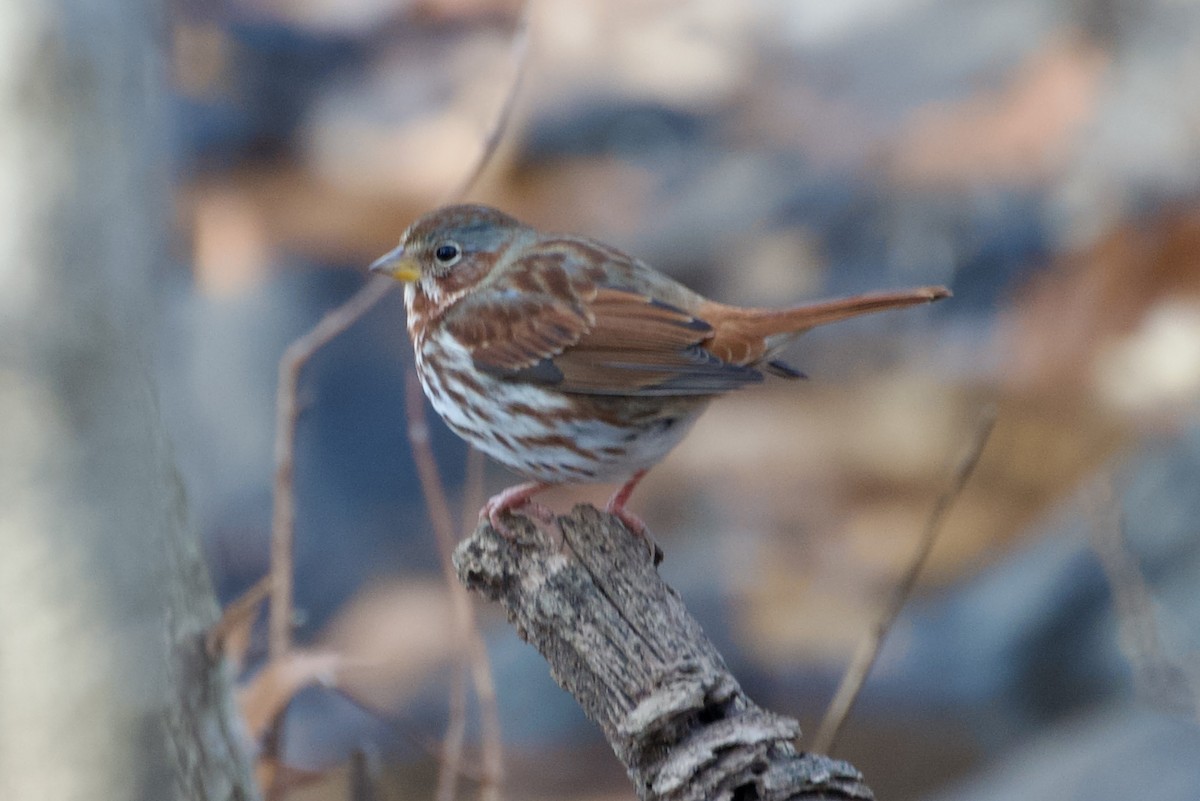 Passerella variabile - ML646699475