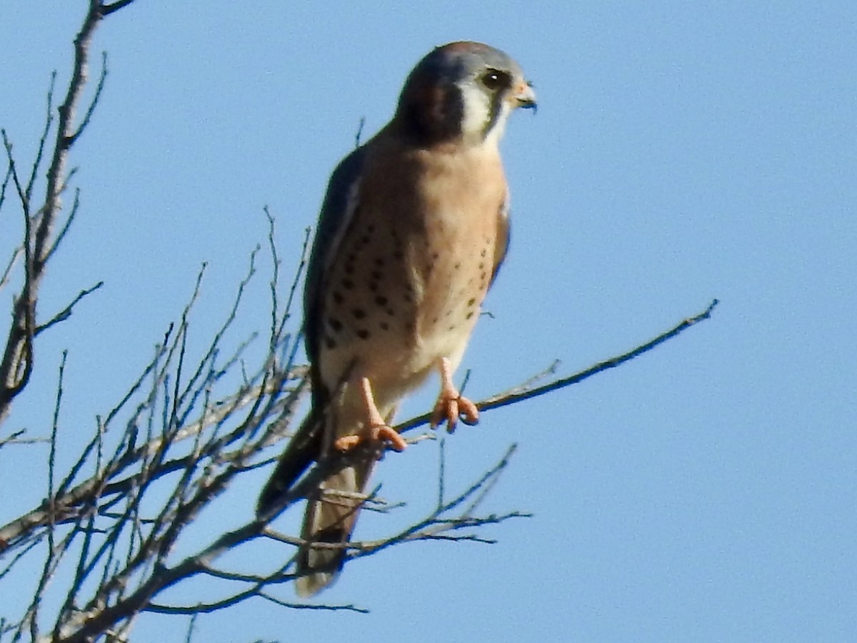 American Kestrel - ML646699476