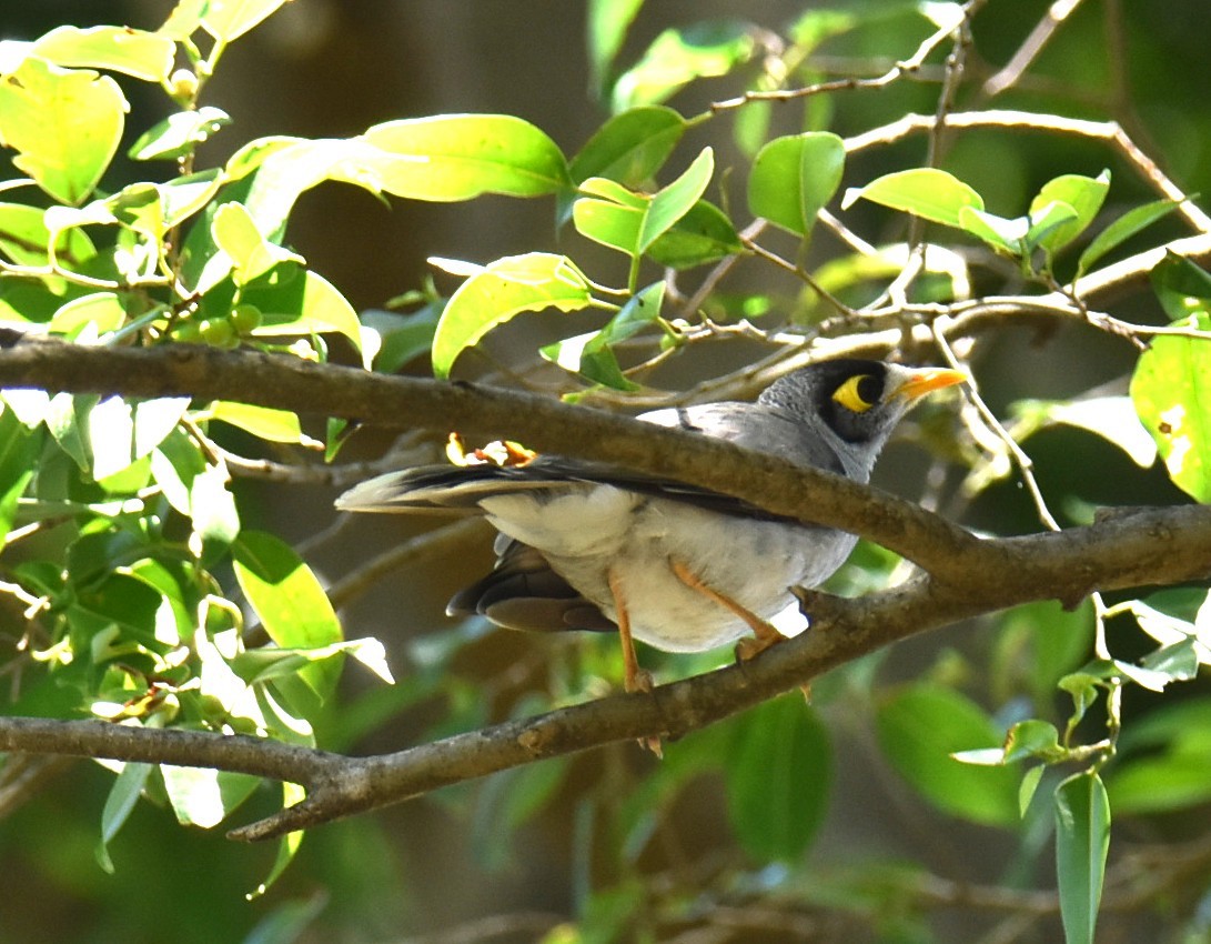 Noisy Miner - ML646699477