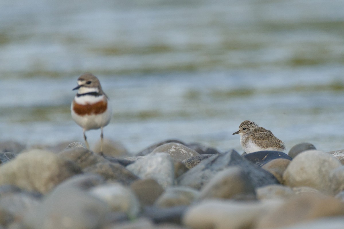 Double-banded Plover - ML646699478