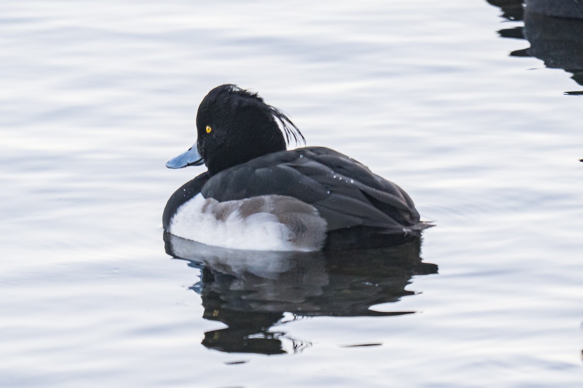 Moretta - ML646699480