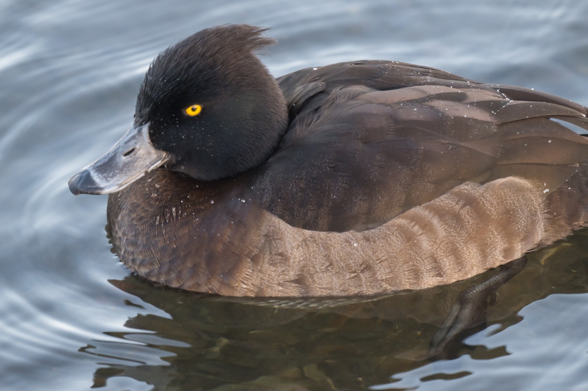 Moretta - ML646699482