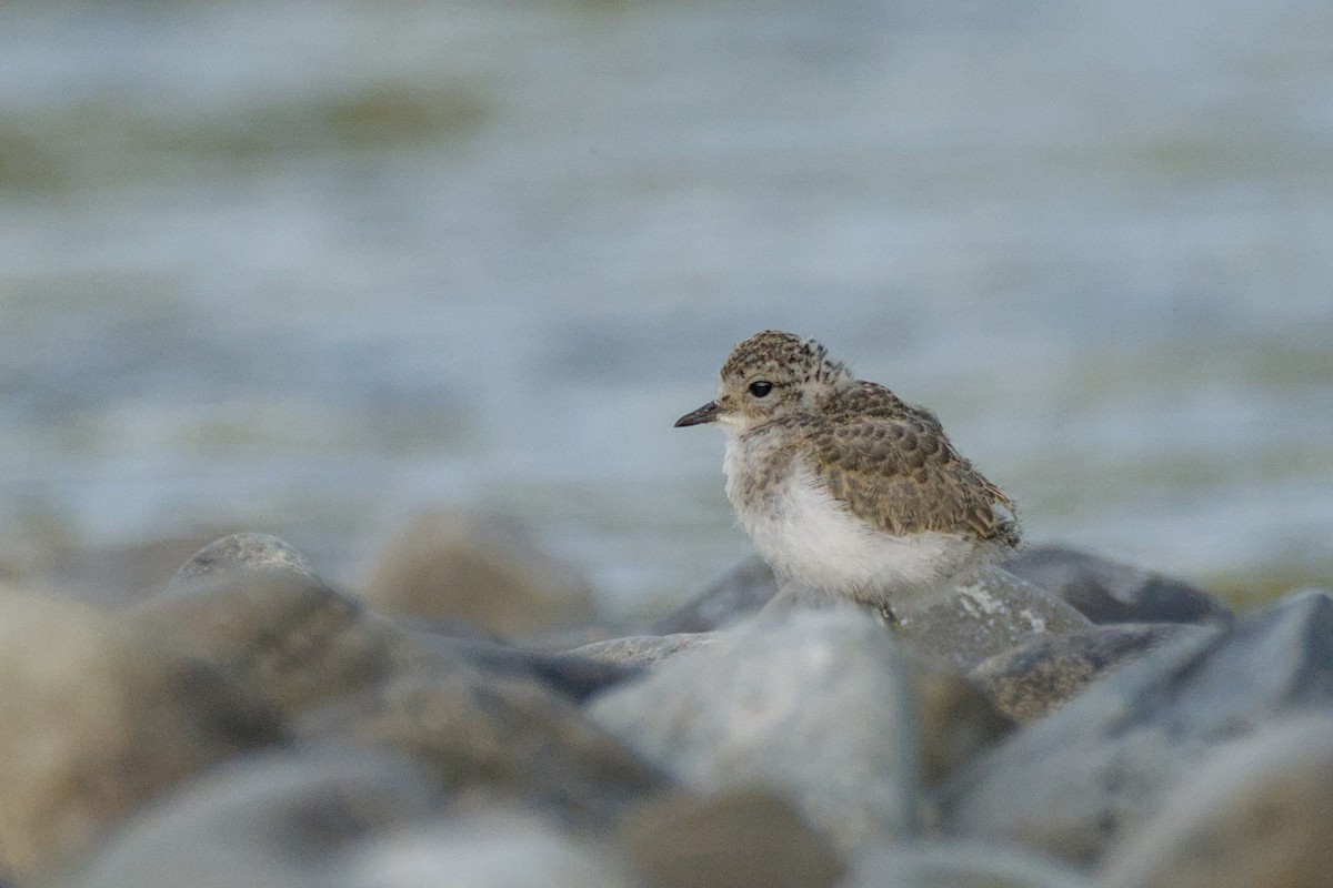 Double-banded Plover - ML646699483