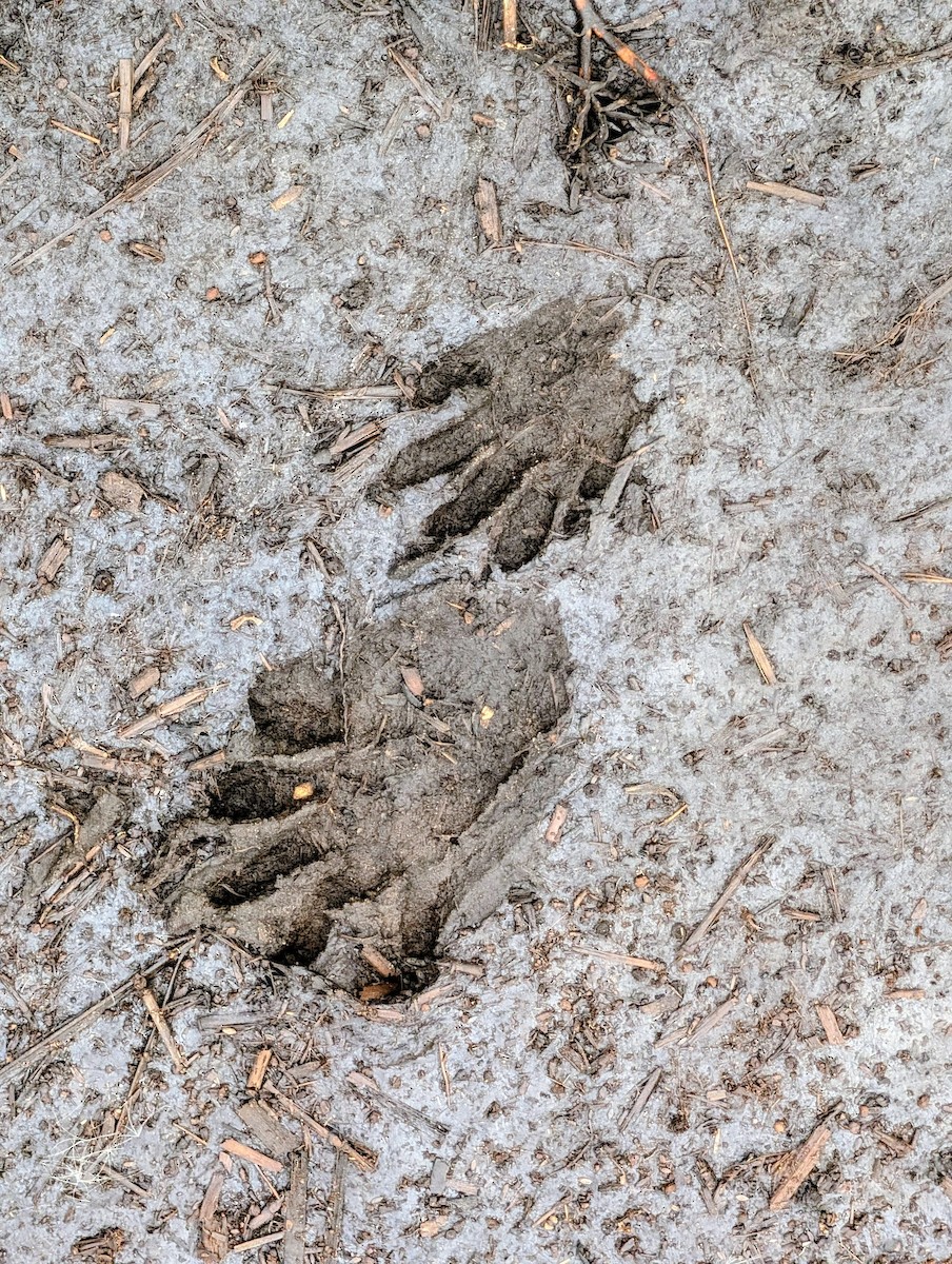 Animals - ML646699484