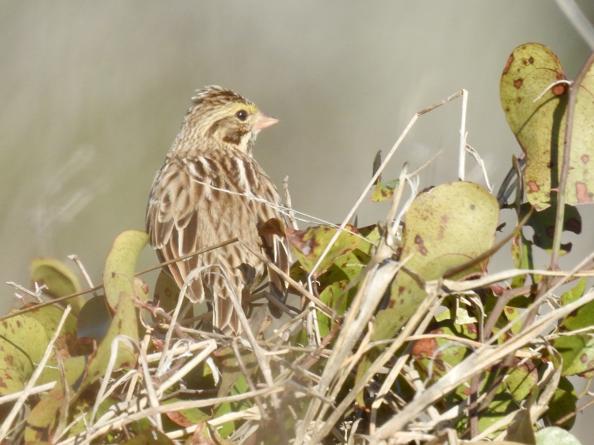 Savannah Sparrow - ML646699486