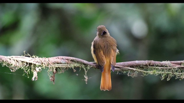 Atlantic Royal Flycatcher - ML646699488