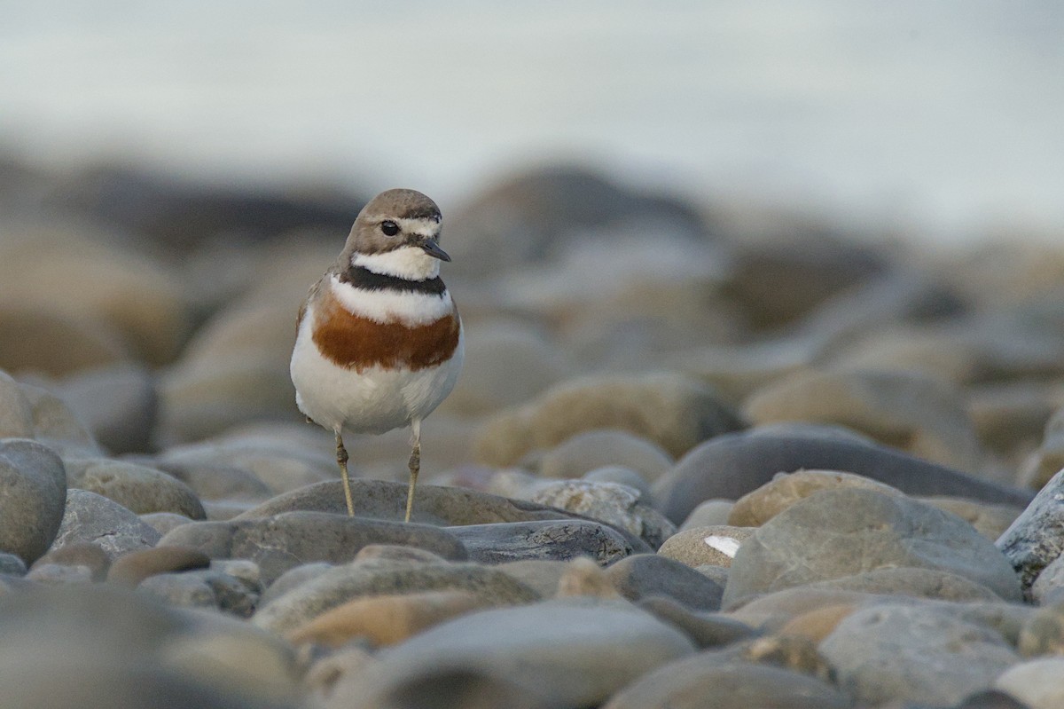 Double-banded Plover - ML646699489