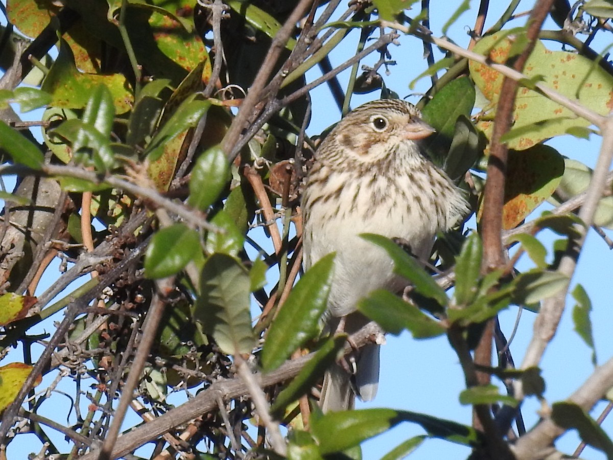 Vesper Sparrow - ML646699490