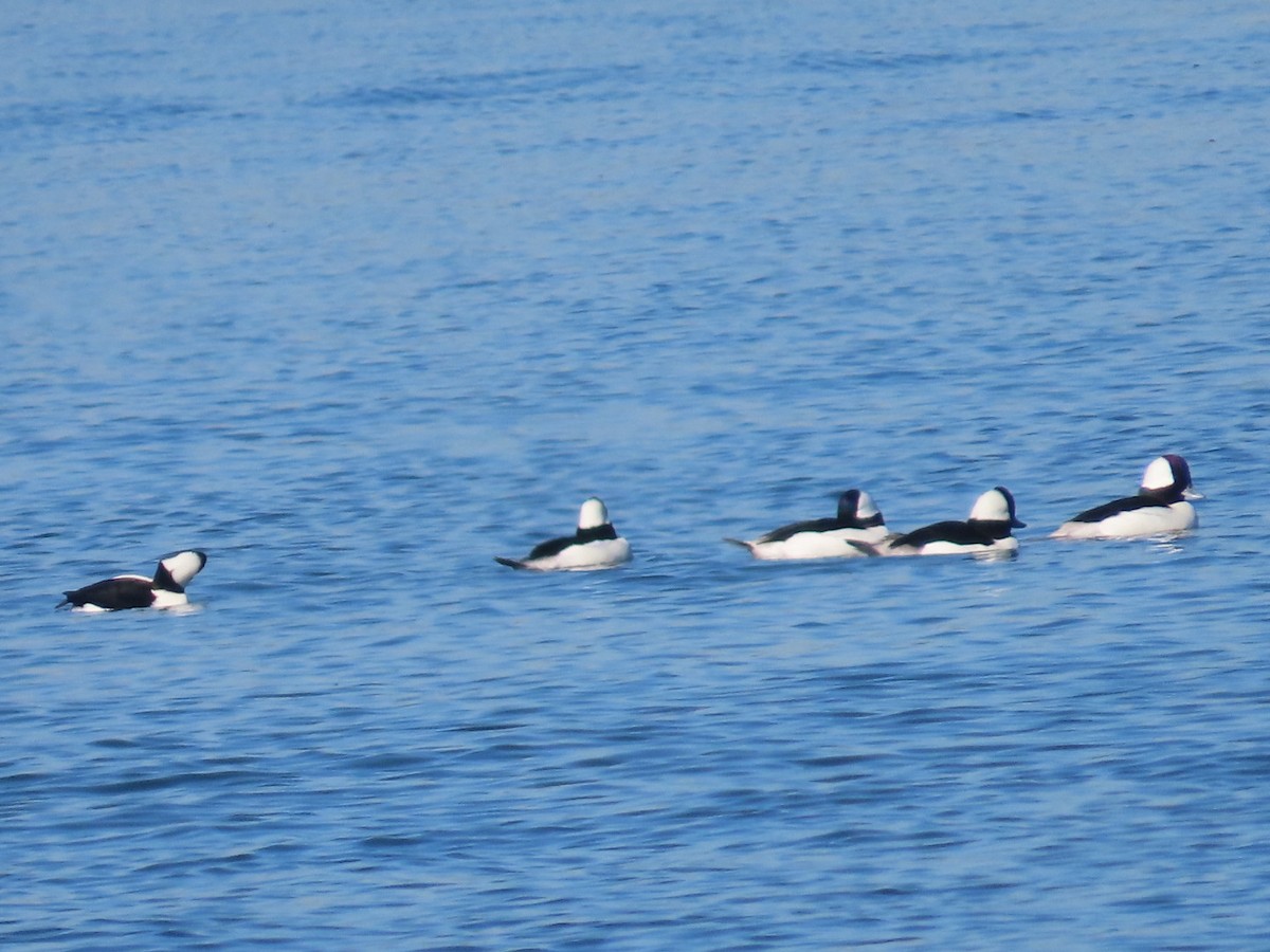 Bufflehead - ML646699491