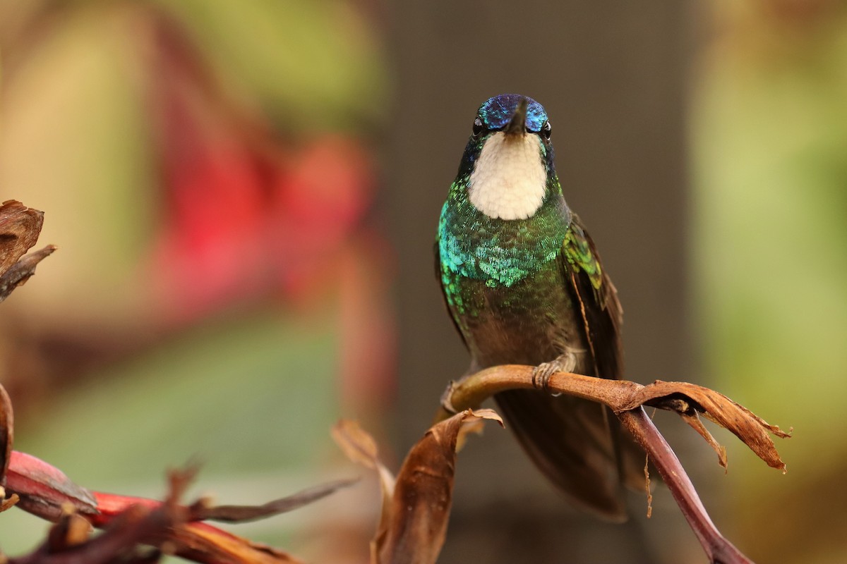 White-throated Mountain-gem - ML646699492