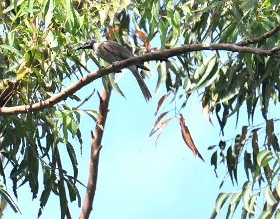 Noisy Friarbird - ML646699493