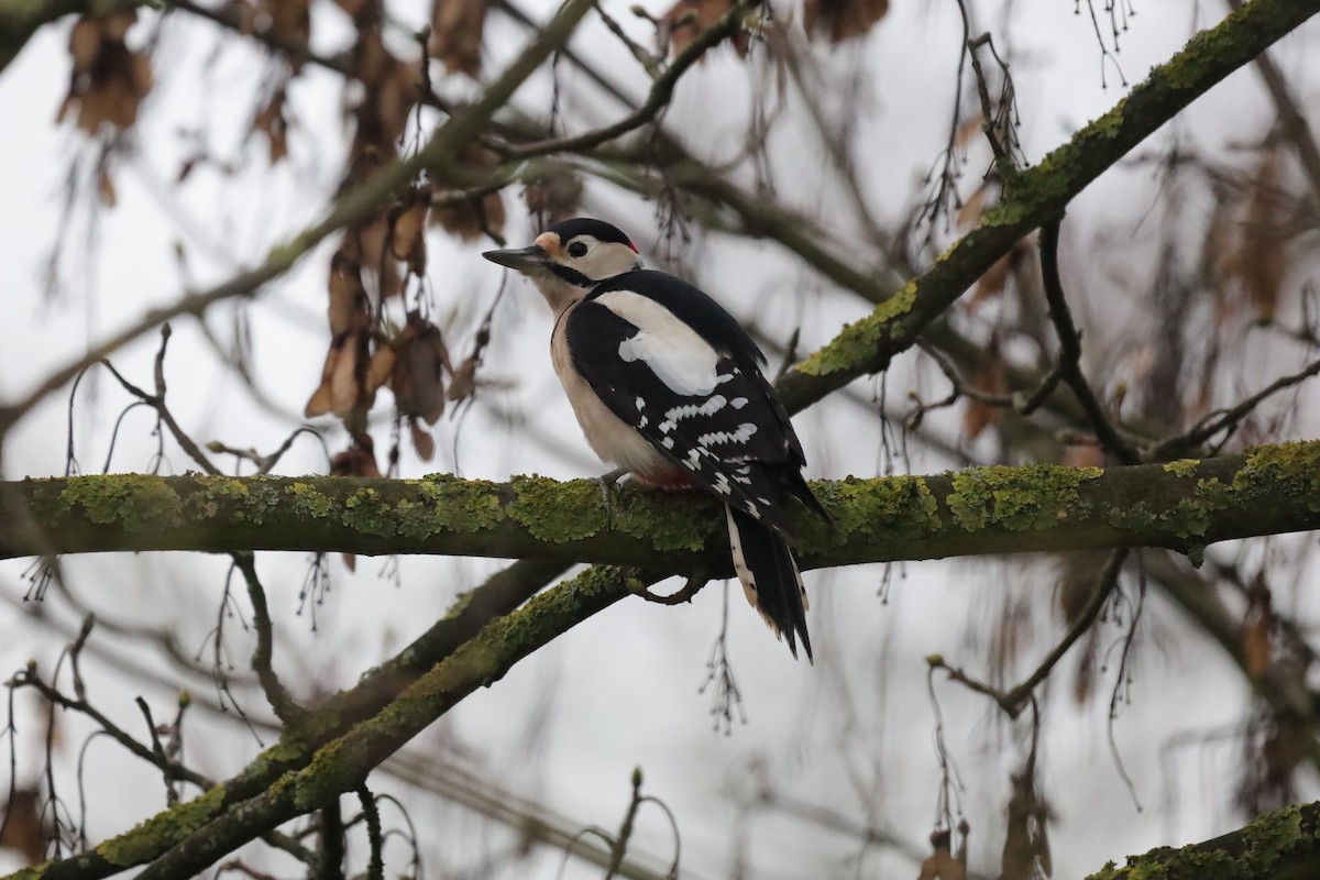 Picchio rosso maggiore - ML646699494