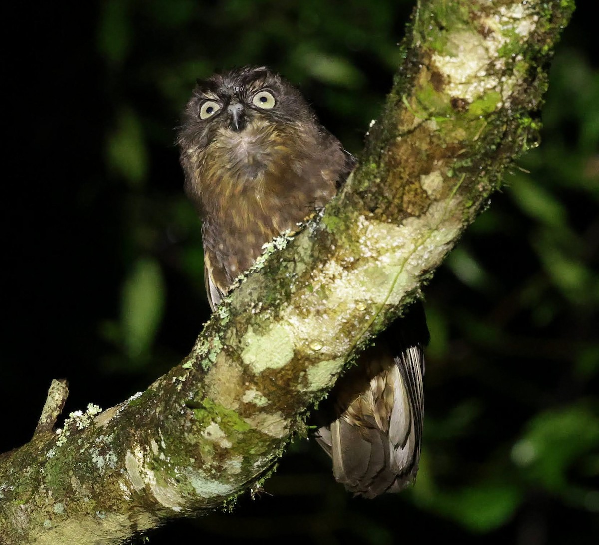 Australian Boobook - ML646699495