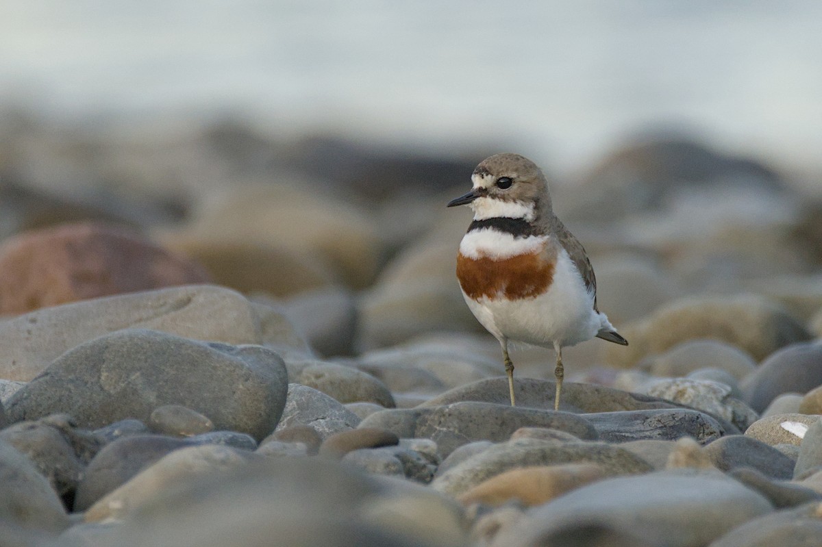 Double-banded Plover - ML646699496