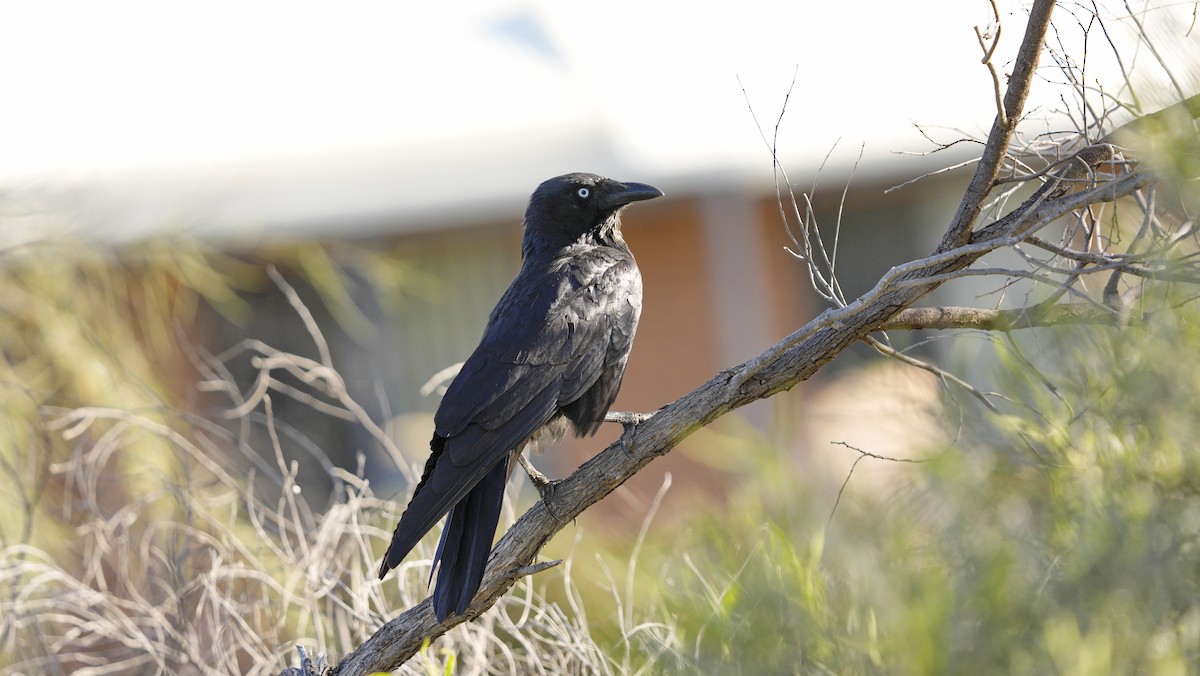 Little Crow - ML646699497