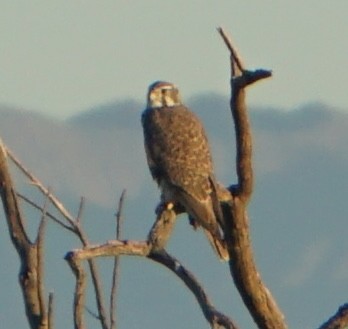 Prairie Falcon - ML646699499