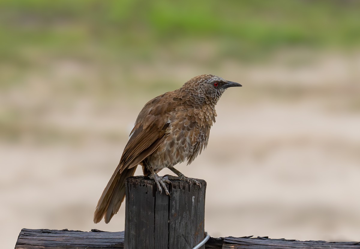 Hartlaub's Babbler - ML646699504