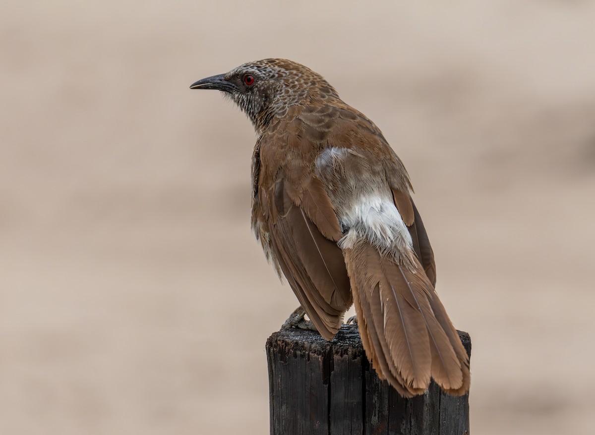 Hartlaub's Babbler - ML646699505