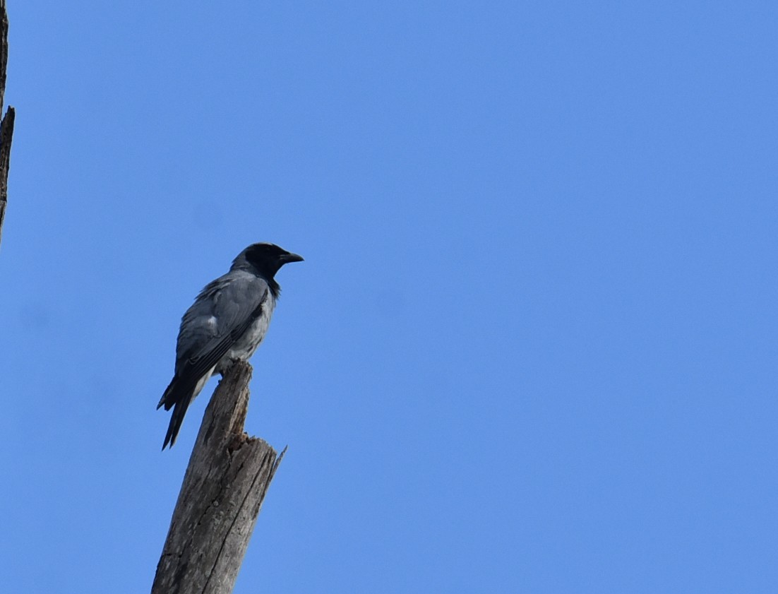 Black-faced Cuckooshrike - ML646699507
