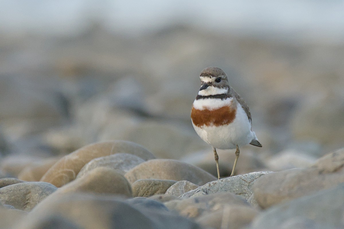 Double-banded Plover - ML646699516