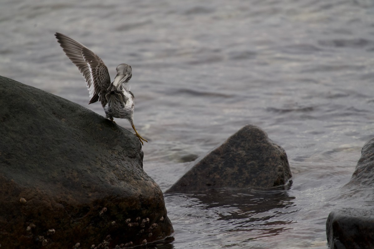 Correlimos Oscuro - ML646699518