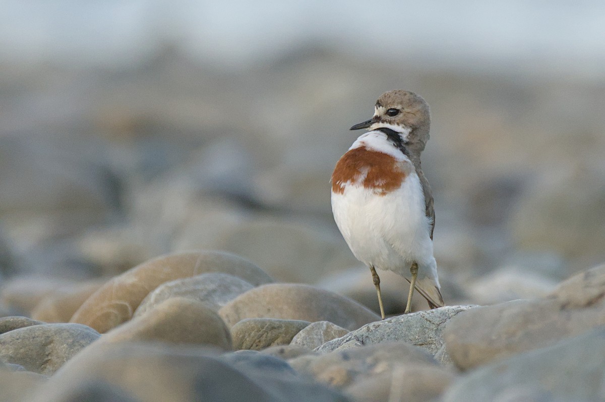 Double-banded Plover - ML646699522