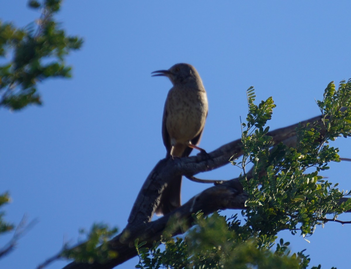 drozdec sonorský - ML646699523