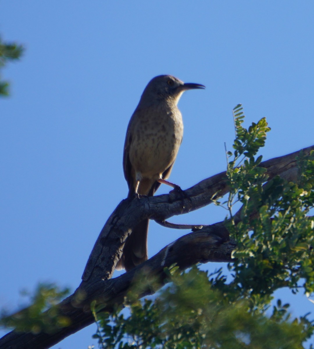 drozdec sonorský - ML646699524