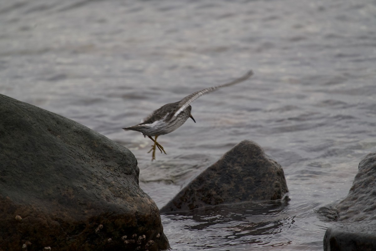 Correlimos Oscuro - ML646699525