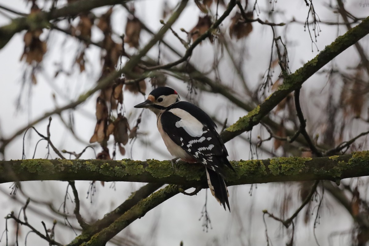 Большой пёстрый дятел - ML646699527