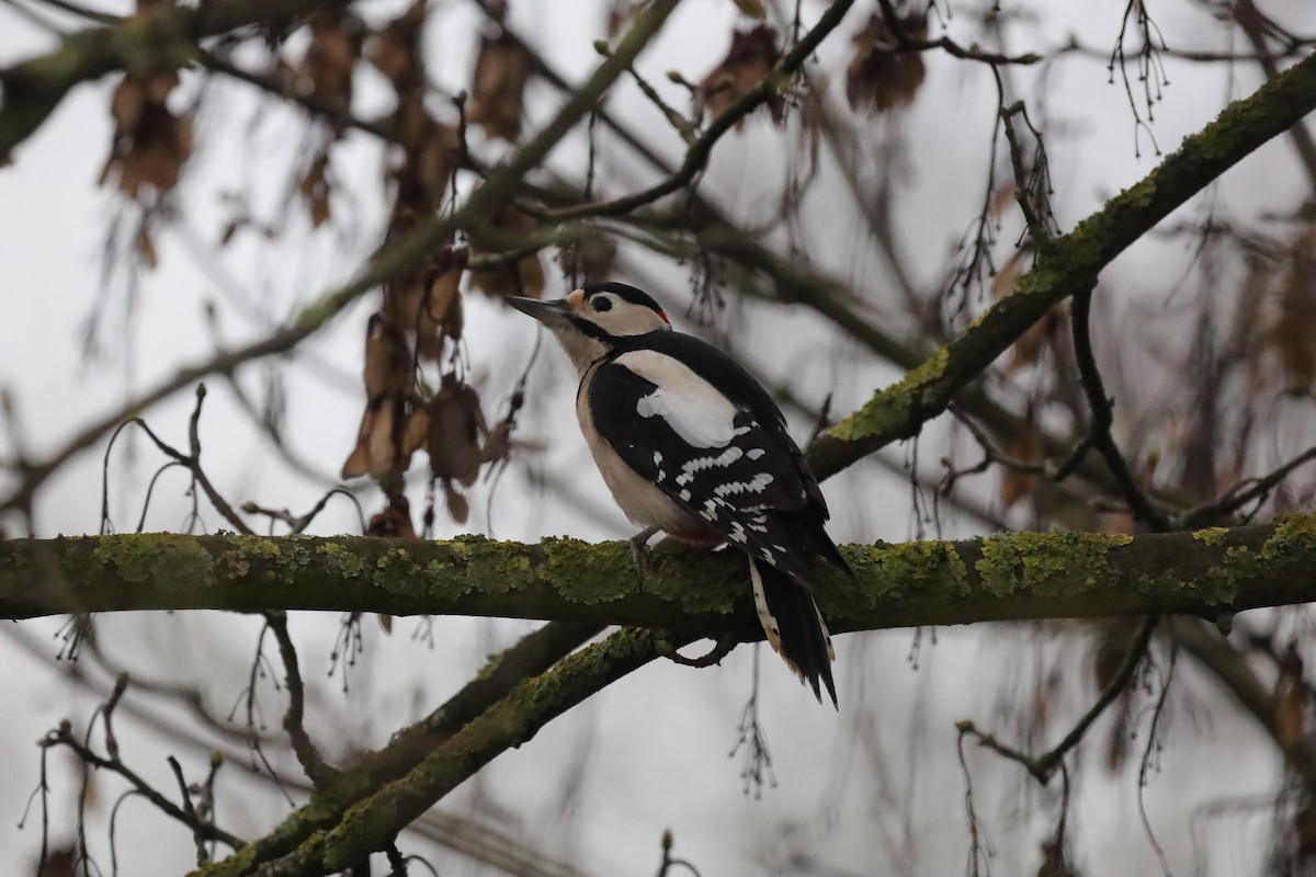 Большой пёстрый дятел - ML646699529