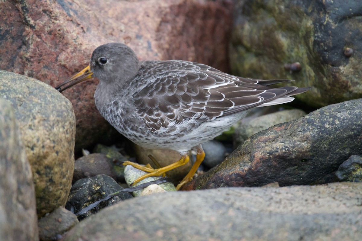Correlimos Oscuro - ML646699531