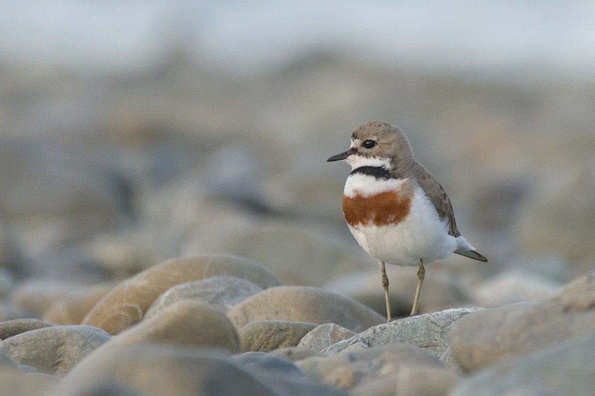 Double-banded Plover - ML646699532